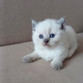 Bri̇ti̇sh Shorthai̇r Di̇şi̇ Yavrularımız