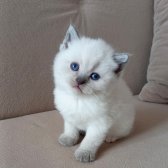 Bri̇ti̇sh Shorthai̇r Di̇şi̇ Yavrularımız