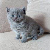 Bri̇ti̇sh Shorthai̇r Di̇şi̇ Yavrularımız