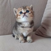 Bri̇ti̇sh Shorthai̇r Di̇şi̇ Yavrularımız
