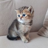 Bri̇ti̇sh Shorthai̇r Di̇şi̇ Yavrularımız