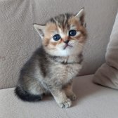 Bri̇ti̇sh Shorthai̇r Di̇şi̇ Yavrularımız