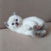 Bri̇ti̇sh Shorthai̇r Di̇şi̇ Yavrularımız