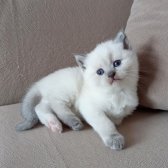 Bri̇ti̇sh Shorthai̇r Di̇şi̇ Yavrularımız