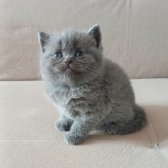 Bri̇ti̇sh Shorthai̇r Di̇şi̇ Yavrularımız