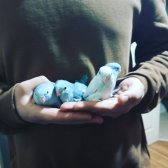 Forpus Papağanı Yavruları