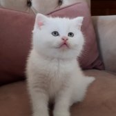 British Shorthair Erkek Pamuk Parçası