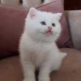 British Shorthair Erkek Pamuk Parçası