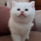 British Shorthair Erkek Pamuk Parçası