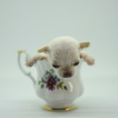 Safkan Tea Cup Elma Kafa Chihuahua Yavruları Beyaz Renk İzmir
