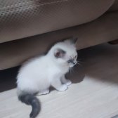 2 Aylık British Shorthair