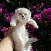 Orjinal Safkan Scottish Fold ~ Scottish Straight Bebekler