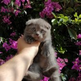 Orjinal Safkan Scottish Fold ~ Scottish Straight Bebekler