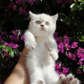 Orjinal Safkan Scottish Fold ~ Scottish Straight Bebekler