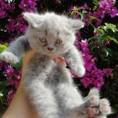 Orjinal Safkan Scottish Fold ~ Scottish Straight Bebekler