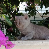 Orjinal Safkan Scottish Fold ~ Scottish Straight Bebekler