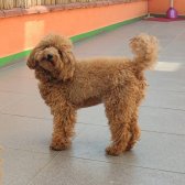 18 Aylık Dişi Poodle