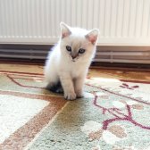 British Shorthair Blue Point