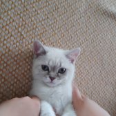 British Shorthair Blue Point