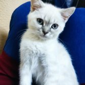 British Shorthair Blue Point