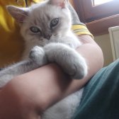 British Shorthair Blue Point