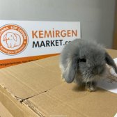 Hollanda Lop Tavşanı Çiftliği Kocaeli - Her İle Gönderim Var!