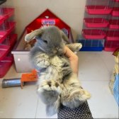 Hollanda Lop Tavşanı Çiftliği Kocaeli - Her İle Gönderim Var!