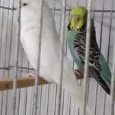 Alanya Muhabbet Kuşu - Sultan Papağanı