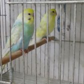 Alanya Muhabbet Kuşu - Sultan Papağanı