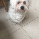 Acil Maltese Terrier Yavrumuza Yuva Arıyoruz