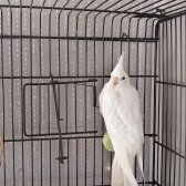Sultan Papağanı