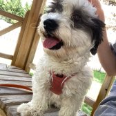 Ücretsiz Maltese-terrier Acil Yuva