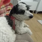 Ücretsiz Maltese-terrier Acil Yuva