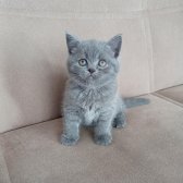 British Shorthair Blue Dişi Yavrumuz