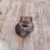 Pomeranian Kızımız