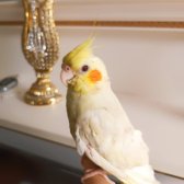 El Beslemesi Oynamalık Sultan Papağanı