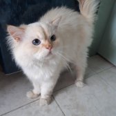 Chinchilla Erkek Kedim Yeni Yuvasini Arıyor