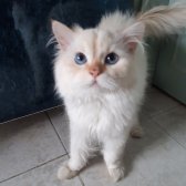 Chinchilla Erkek Kedim Yeni Yuvasini Arıyor