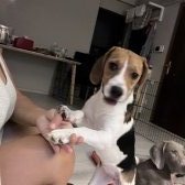 8,5 Aylık Dişi Beagle