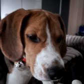 8,5 Aylık Dişi Beagle