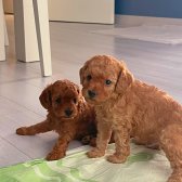 Yakışıklı Oğlumuz Toy Poodle Bambam :)