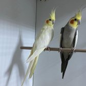 Yavru Garantili Yavru Bakmış Sultan Papağanı Çiftler