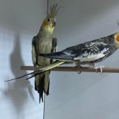 Yavru Garantili Yavru Bakmış Sultan Papağanı Çiftler