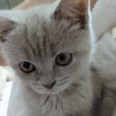 Güzel Kızımız Mia Safkan