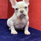 Muhteşem Güzellikte French Bulldog Platinyum Erkek Yavru