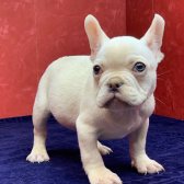 Muhteşem Güzellikte French Bulldog Platinyum Erkek Yavru