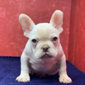 Muhteşem Güzellikte French Bulldog Platinyum Erkek Yavru