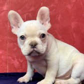 Muhteşem Güzellikte French Bulldog Platinyum Erkek Yavru