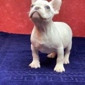 Muhteşem Güzellikte French Bulldog Platinyum Erkek Yavru