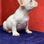 Muhteşem Güzellikte French Bulldog Platinyum Erkek Yavru